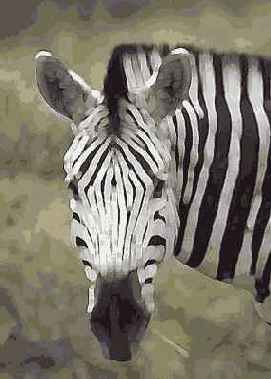 ������ Palette Knife